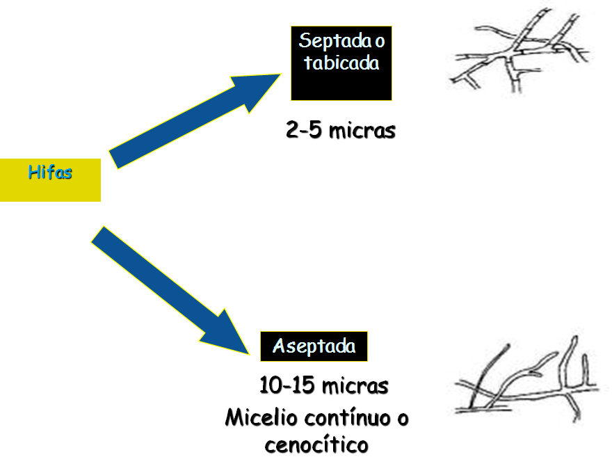 Describe las características diferenciales de los géneros de levaduras