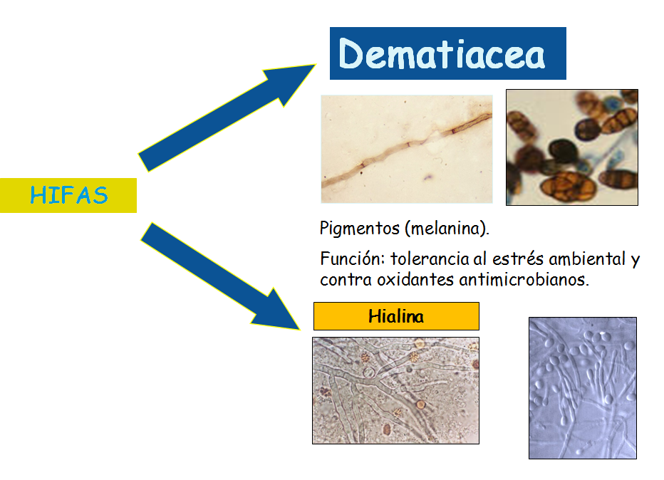 Describe las características diferenciales de los géneros de levaduras