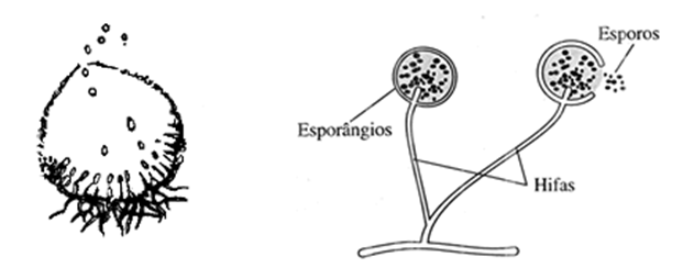 Describe las características diferenciales de los géneros de levaduras