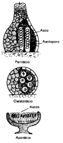 Describe las características diferenciales de los géneros de levaduras
