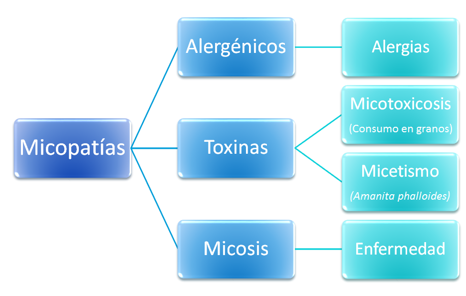 Describe las características diferenciales de los géneros de levaduras