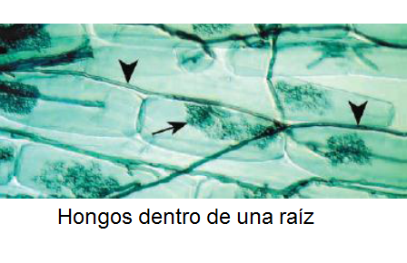 Describe las características diferenciales de los géneros de levaduras