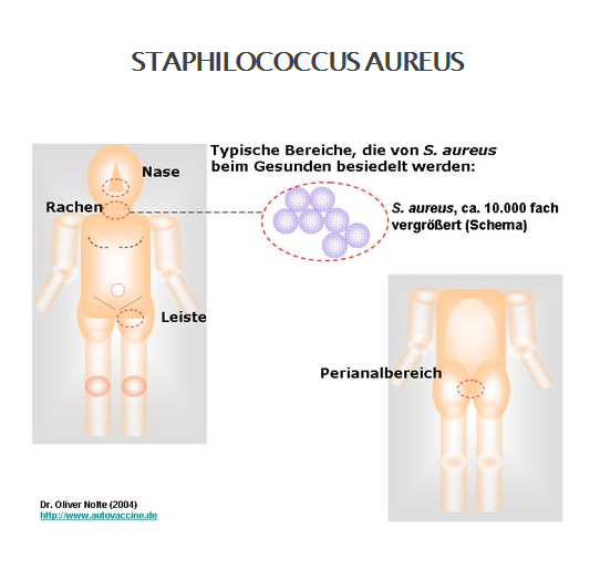 Describe las características, patogenicidad, vías de transmisión y prevención. Staphylococcus y Streptococcus.