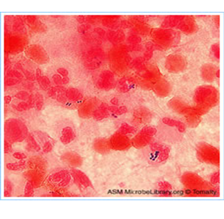 Describe las características, patogenicidad, vías de transmisión y prevención. Staphylococcus y Streptococcus.
