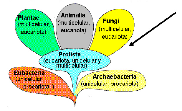 Describe las características, diferenciales de los géneros de mohos.