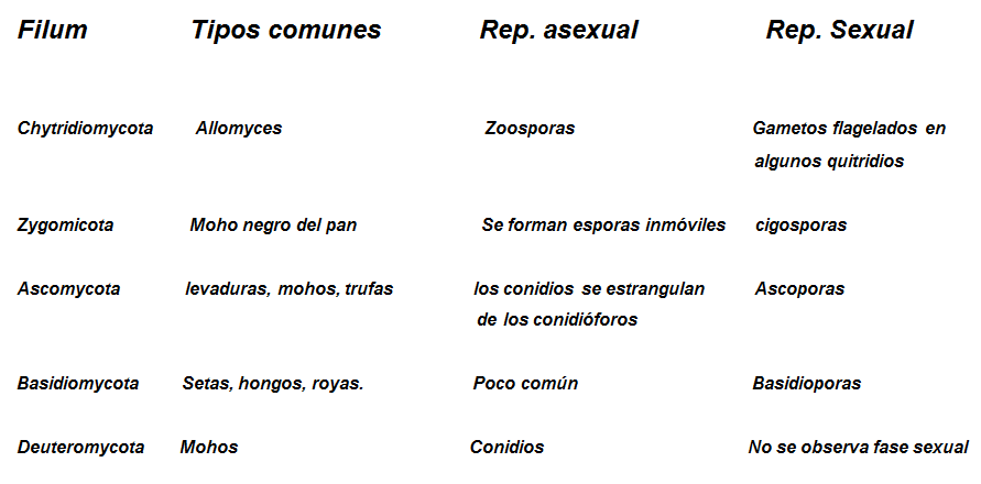 Describe las características, diferenciales de los géneros de mohos.