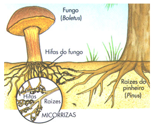 Describe las características, diferenciales de los géneros de mohos.