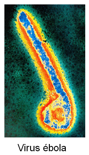 Comprende las características generales y peligrosidad de los virus.