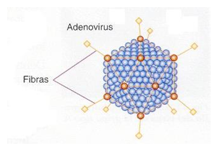 Comprende las características generales y peligrosidad de los virus.