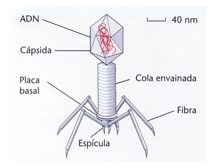 Comprende las características generales y peligrosidad de los virus.