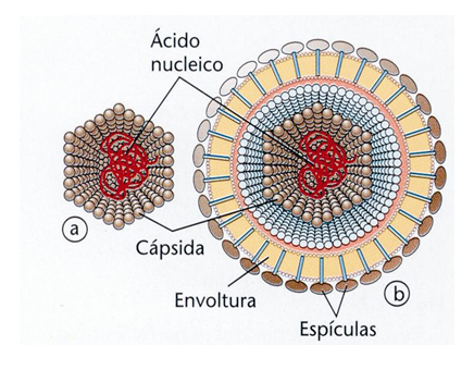Comprende las características generales y peligrosidad de los virus.