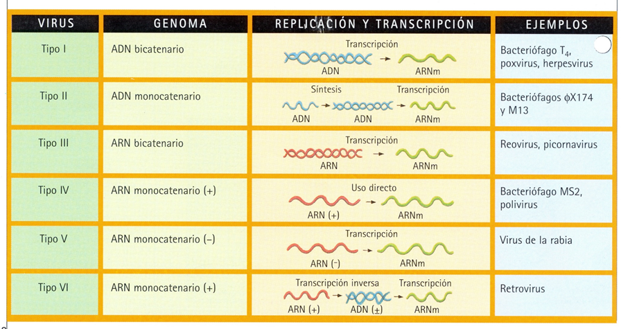 Comprende las características generales y peligrosidad de los virus.