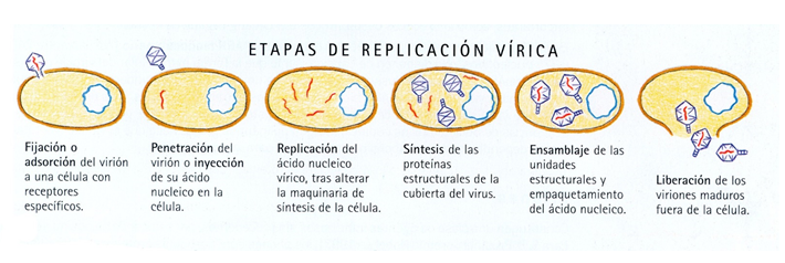 Comprende las características generales y peligrosidad de los virus.