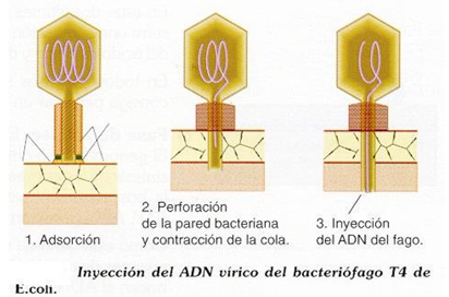 Comprende las características generales y peligrosidad de los virus.