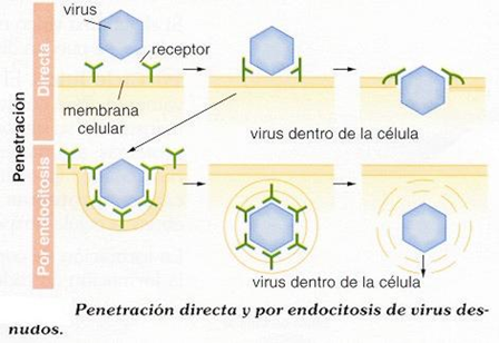 Comprende las características generales y peligrosidad de los virus.