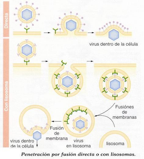 Comprende las características generales y peligrosidad de los virus.