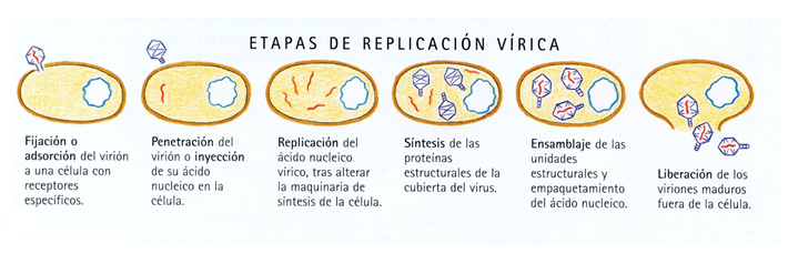 Comprende las características generales y peligrosidad de los virus.