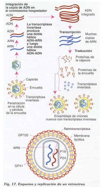 Comprende las características generales y peligrosidad de los virus.