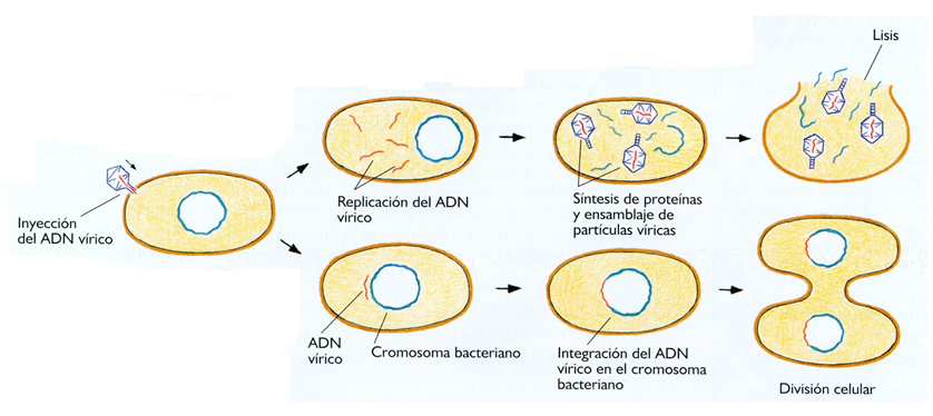 Comprende las características generales y peligrosidad de los virus.