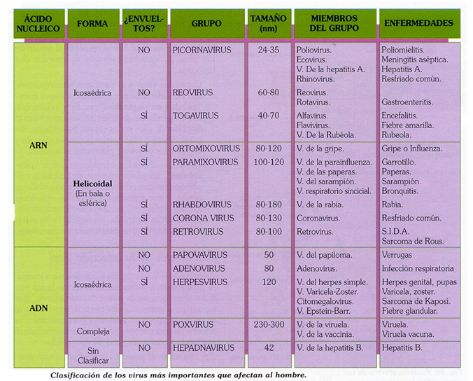 Comprende las características generales y peligrosidad de los virus.