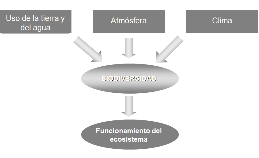 Pérdida de biodiversidad, causas básicas