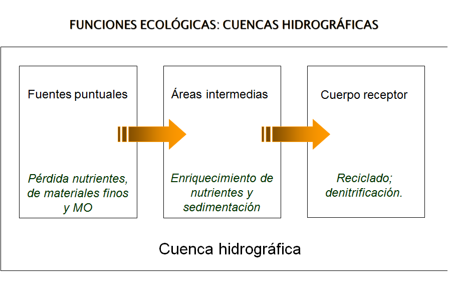 Pérdida de biodiversidad, causas básicas
