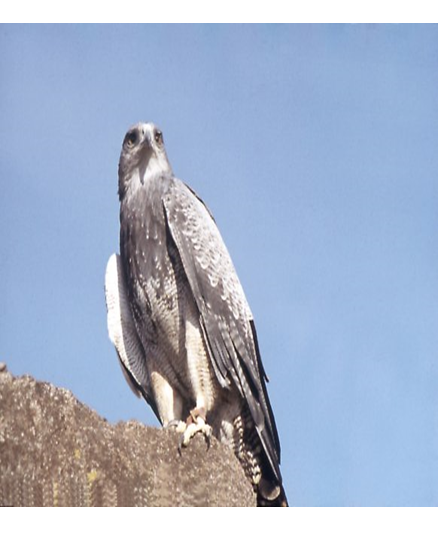 Principales especies de flora y fauna que habitan en las tres regiones naturales del Perú, según los pisos ecológicos de vida natural. (Del Dr. Pulgar Vidal).