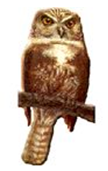 Principales especies de flora y fauna que habitan en las tres regiones naturales del Perú, según los pisos ecológicos de vida natural. (Del Dr. Pulgar Vidal).