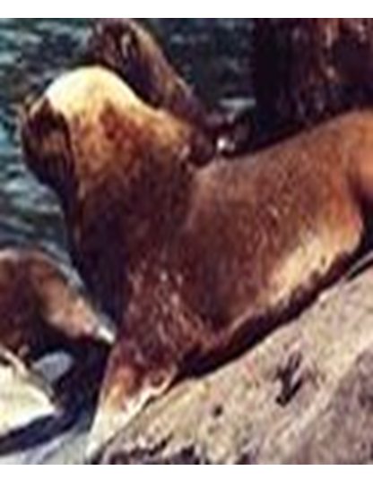 Principales especies de flora y fauna que habitan en las tres regiones naturales del Perú, según los pisos ecológicos de vida natural. (Del Dr. Pulgar Vidal).