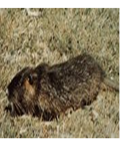 Principales especies de flora y fauna que habitan en las tres regiones naturales del Perú, según los pisos ecológicos de vida natural. (Del Dr. Pulgar Vidal).