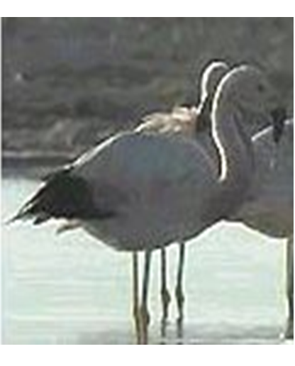 Principales especies de flora y fauna que habitan en las tres regiones naturales del Perú, según los pisos ecológicos de vida natural. (Del Dr. Pulgar Vidal).