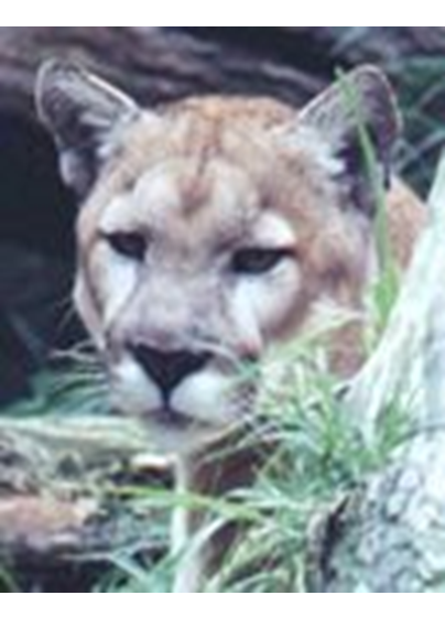 Principales especies de flora y fauna que habitan en las tres regiones naturales del Perú, según los pisos ecológicos de vida natural. (Del Dr. Pulgar Vidal).