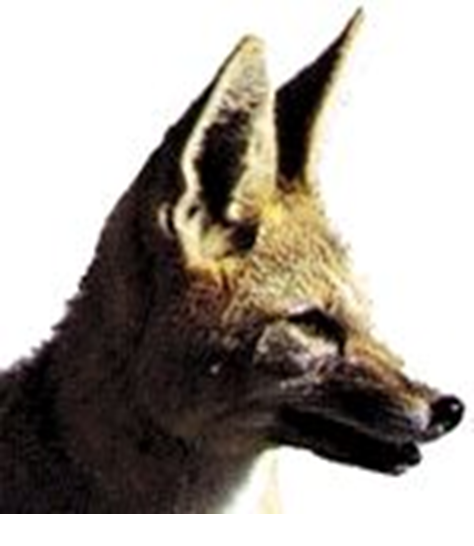 Principales especies de flora y fauna que habitan en las tres regiones naturales del Perú, según los pisos ecológicos de vida natural. (Del Dr. Pulgar Vidal).