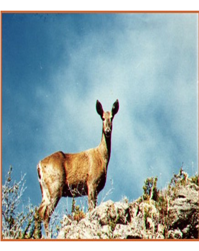 Principales especies de flora y fauna que habitan en las tres regiones naturales del Perú, según los pisos ecológicos de vida natural. (Del Dr. Pulgar Vidal).