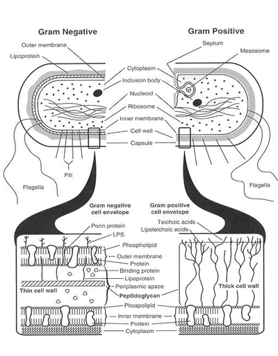 Describe las características, patogenicidad, vías de transmisión y prevención. Staphylococcus y Streptococcus.
