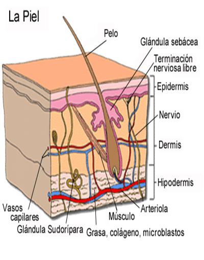 Describe las características, patogenicidad, vías de transmisión y prevención. Staphylococcus y Streptococcus.