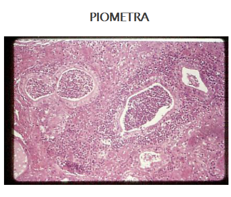 Describe las características, patogenicidad, vías de transmisión y prevención. Staphylococcus y Streptococcus.