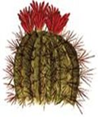 Principales especies de flora y fauna que habitan en las tres regiones naturales del Perú, según los pisos ecológicos de vida natural. (Del Dr. Pulgar Vidal).