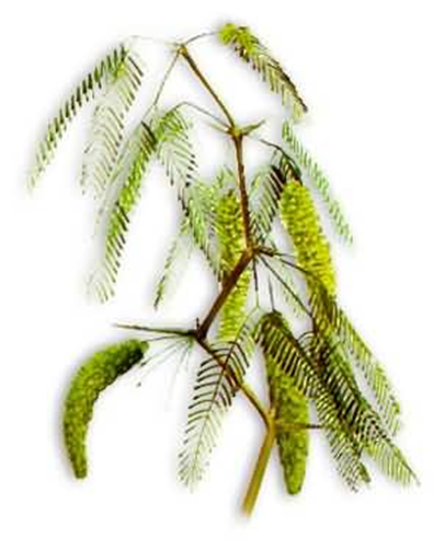 Principales especies de flora y fauna que habitan en las tres regiones naturales del Perú, según los pisos ecológicos de vida natural. (Del Dr. Pulgar Vidal).