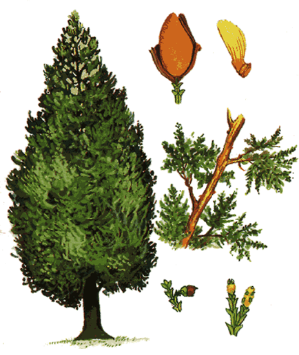 Principales especies de flora y fauna que habitan en las tres regiones naturales del Perú, según los pisos ecológicos de vida natural. (Del Dr. Pulgar Vidal).