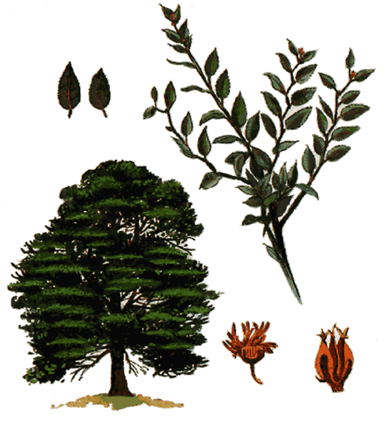 Principales especies de flora y fauna que habitan en las tres regiones naturales del Perú, según los pisos ecológicos de vida natural. (Del Dr. Pulgar Vidal).