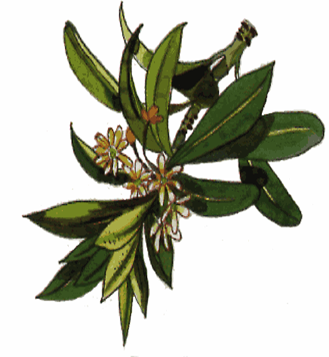 Principales especies de flora y fauna que habitan en las tres regiones naturales del Perú, según los pisos ecológicos de vida natural. (Del Dr. Pulgar Vidal).