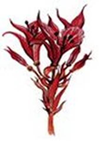 Principales especies de flora y fauna que habitan en las tres regiones naturales del Perú, según los pisos ecológicos de vida natural. (Del Dr. Pulgar Vidal).