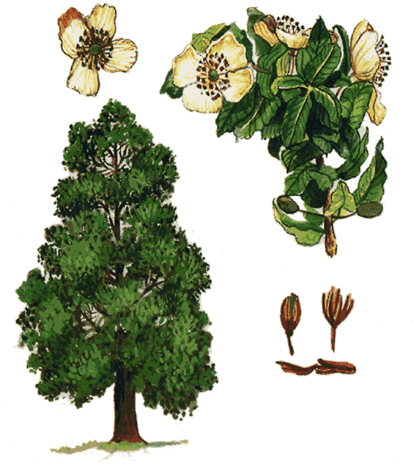 Principales especies de flora y fauna que habitan en las tres regiones naturales del Perú, según los pisos ecológicos de vida natural. (Del Dr. Pulgar Vidal).