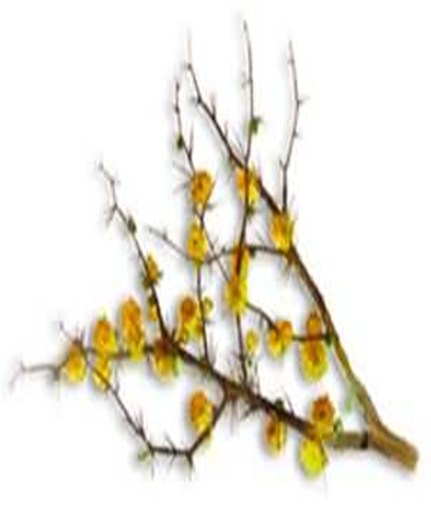 Principales especies de flora y fauna que habitan en las tres regiones naturales del Perú, según los pisos ecológicos de vida natural. (Del Dr. Pulgar Vidal).