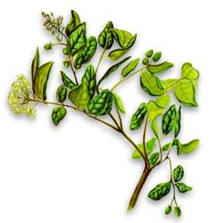 Principales especies de flora y fauna que habitan en las tres regiones naturales del Perú, según los pisos ecológicos de vida natural. (Del Dr. Pulgar Vidal).