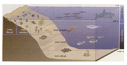 La biodiversidad en el País. Enfoque de los recursos de flora y fauna silvestre desde las zonas de vida natural. Estudio de los ecosistemas terrestres y acuáticos (marinos, lacustres y fluviales).