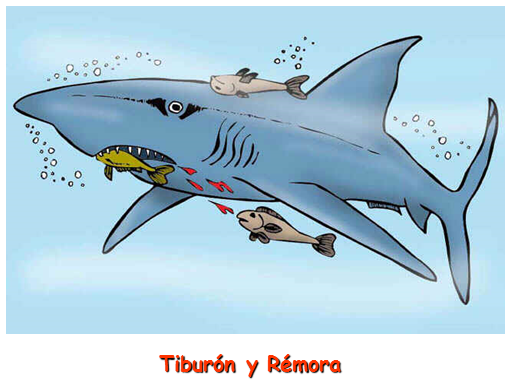 La biodiversidad en el País. Enfoque de los recursos de flora y fauna silvestre desde las zonas de vida natural. Estudio de los ecosistemas terrestres y acuáticos (marinos, lacustres y fluviales).