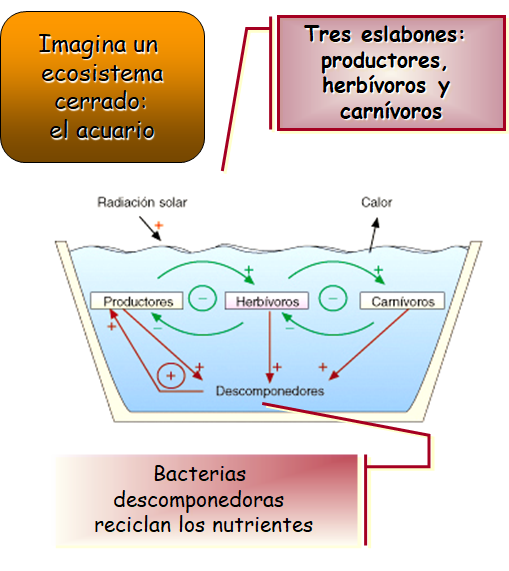 Especies amenazadas y en peligro de extinción