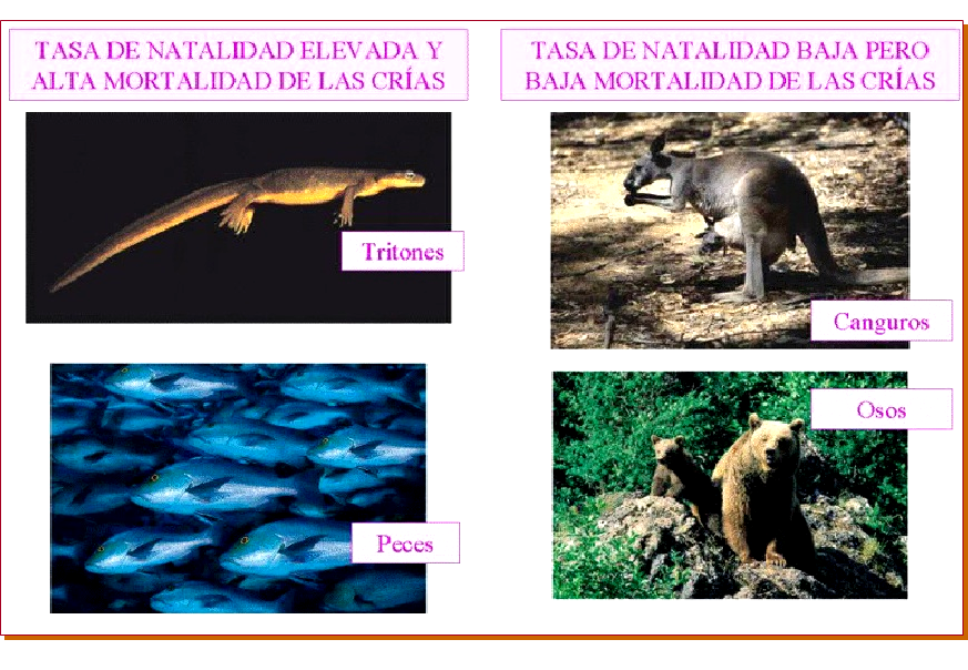 Especies amenazadas y en peligro de extinción